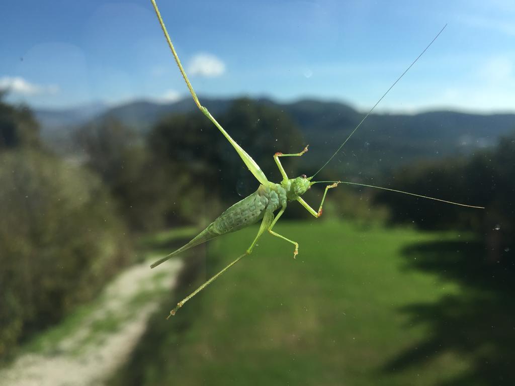 Agriturismo La Vecchia Quercia San Cipriano Picentino Εξωτερικό φωτογραφία